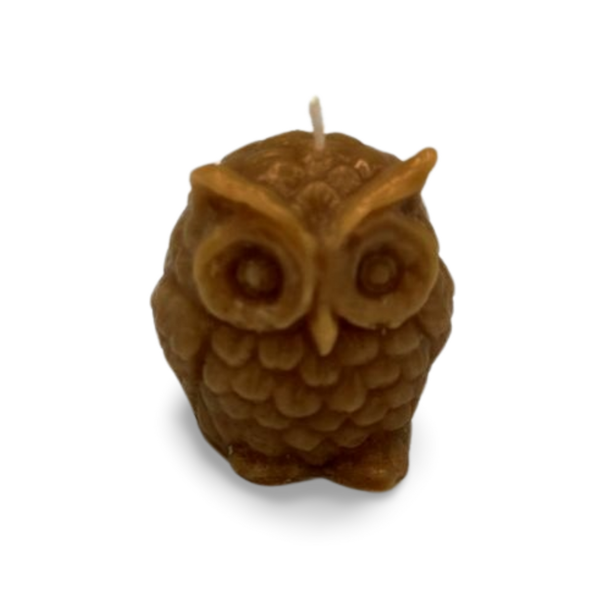 Small Owl