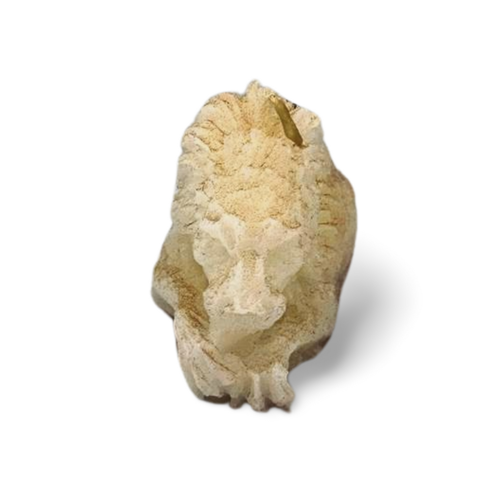 Small Lion
